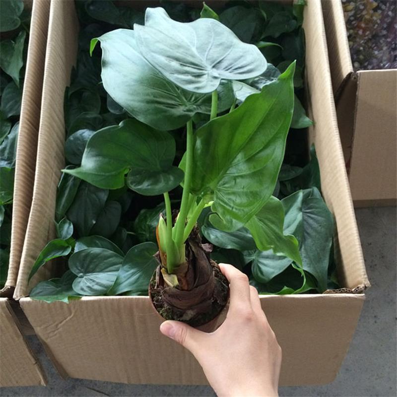 滴水观音客厅办公室室内观叶植物多年生易活好养美观