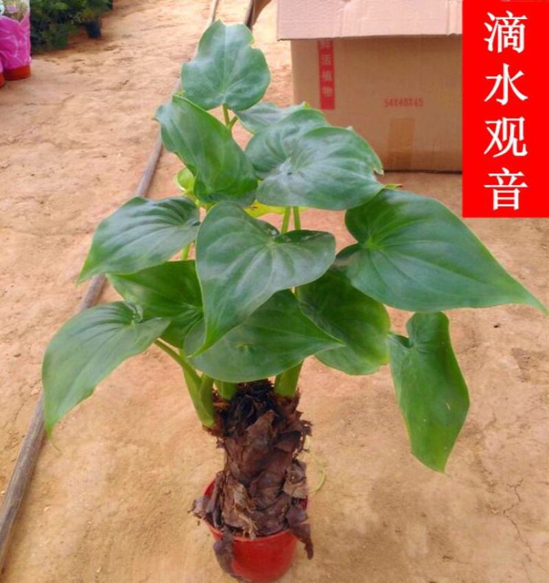 滴水观音客厅办公室室内观叶植物多年生易活好养美观