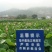 江西新鲜莲子通心莲子纯手工大粒莲子米大量批发