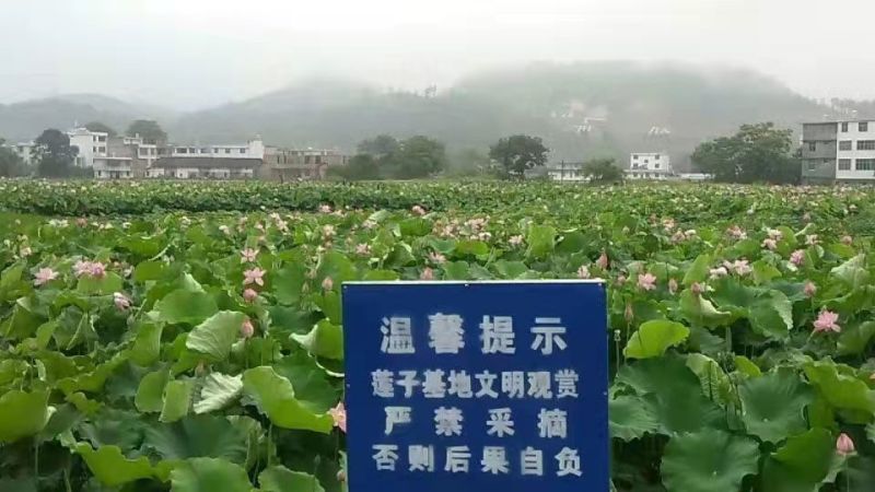 江西新鲜莲子通心莲子纯手工大粒莲子米大量批发