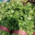 精品一级香菜量大价格美丽欢迎各地老板选购