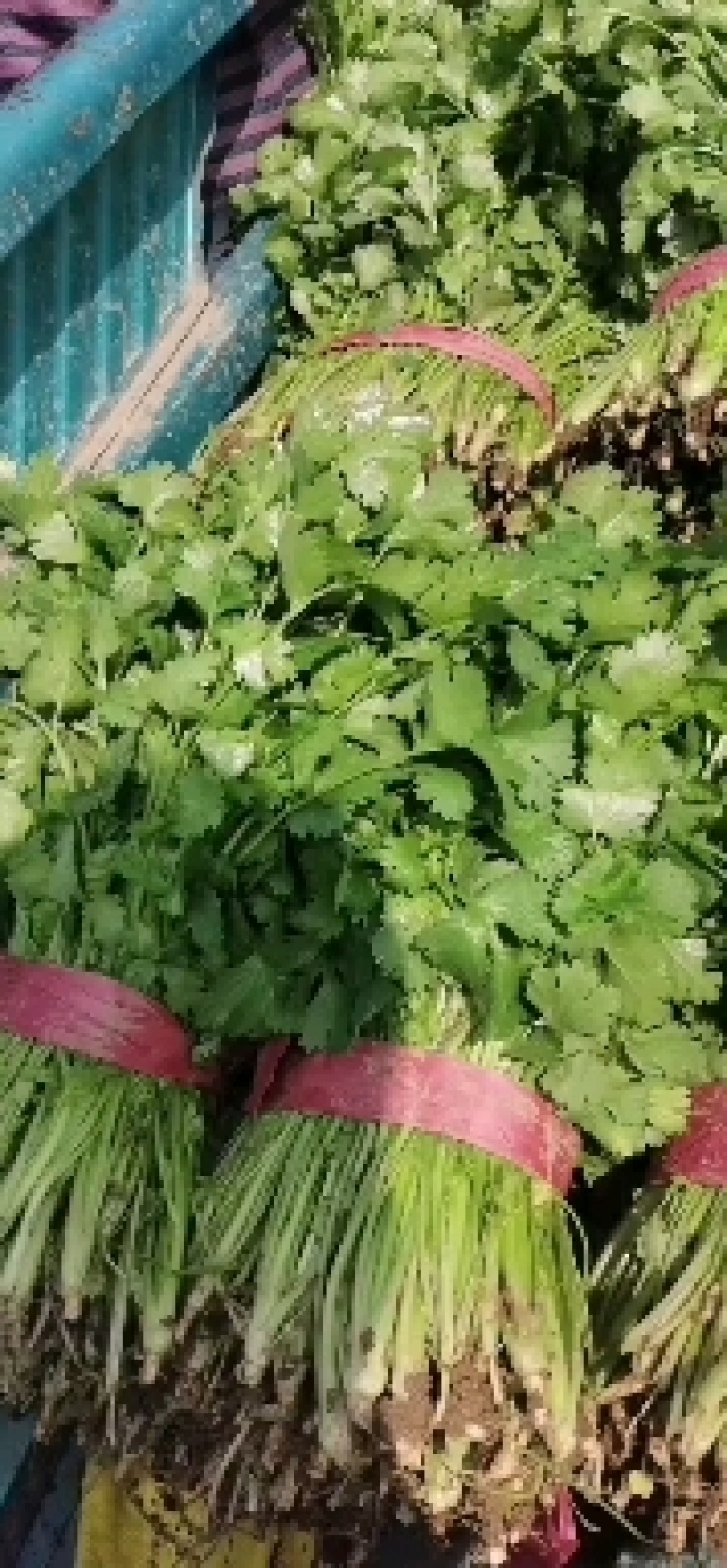 精品一级香菜量大价格美丽欢迎各地老板选购