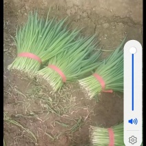 精品一级二级三级小葱都有货价格美丽欢迎各地老板选购