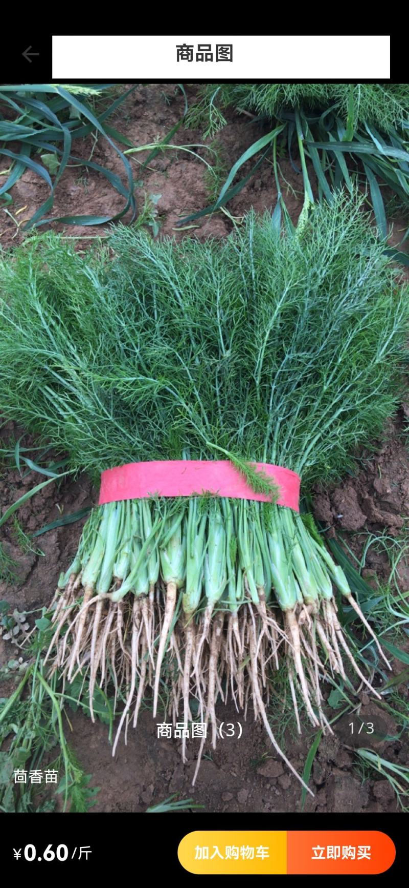 精品茴香量大从优价格美丽便宜货好没有差价欢迎各地老板选购