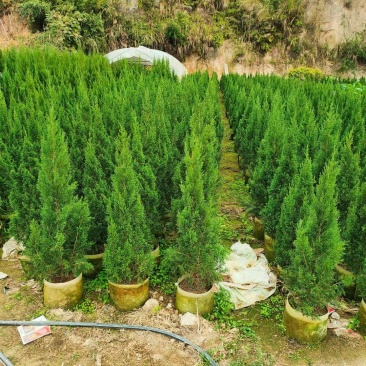 【塔柏】各种规格大量供应欢迎合作详谈