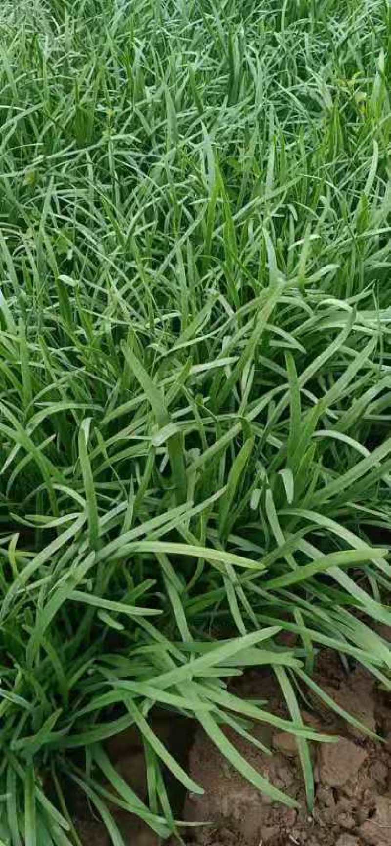 精品二茬韭菜大量有货价格不贵太便宜了老板们抓紧了
