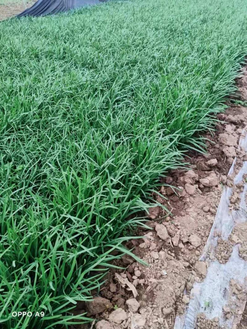 精品二茬韭菜大量有货价格不贵太便宜了老板们抓紧了