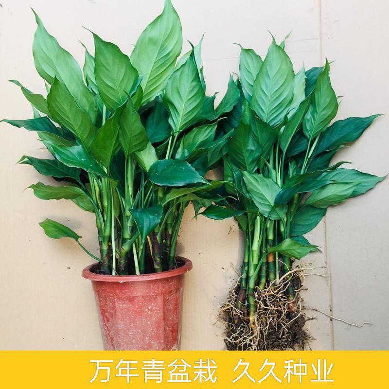万年青植物室内客厅大型植物吸甲醛净化空气绿植盆景盆栽四季