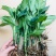 万年青植物室内客厅大型植物吸甲醛净化空气绿植盆景盆栽四季