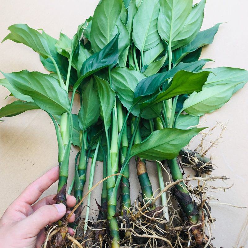 万年青植物室内客厅大型植物吸甲醛净化空气绿植盆景盆栽四季