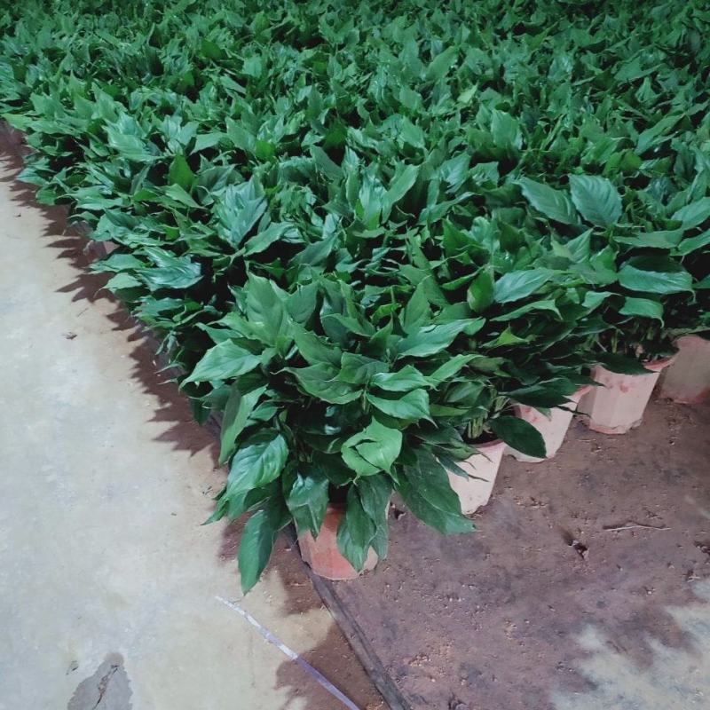 万年青植物室内客厅大型植物吸甲醛净化空气绿植盆景盆栽四季