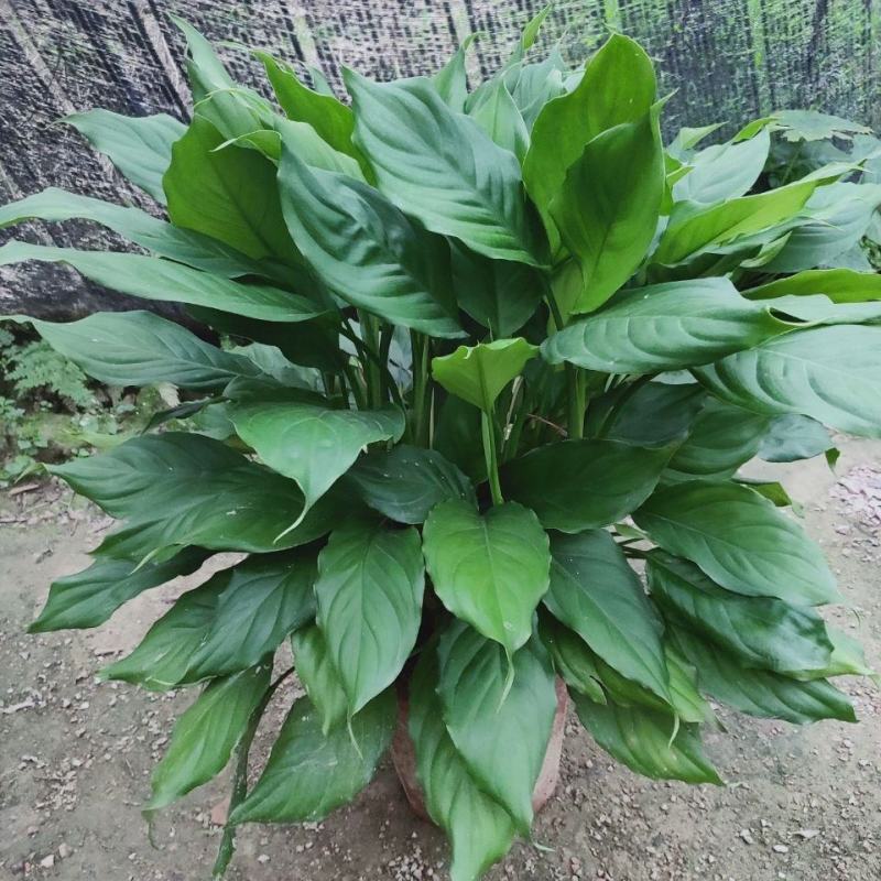 万年青植物室内客厅大型植物吸甲醛净化空气绿植盆景盆栽四季