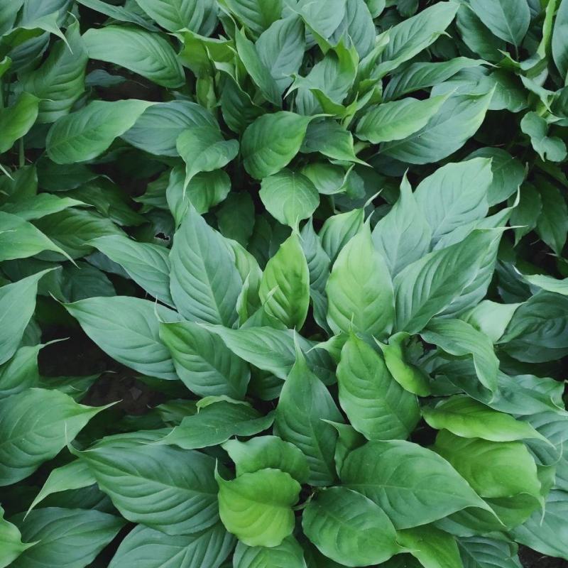 万年青植物室内客厅大型植物吸甲醛净化空气绿植盆景盆栽四季