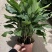 万年青植物室内客厅大型植物吸甲醛净化空气绿植盆景盆栽四季