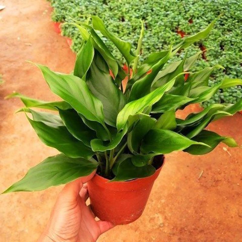 万年青植物室内客厅大型植物吸甲醛净化空气绿植盆景盆栽四季