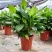 万年青植物室内客厅大型植物吸甲醛净化空气绿植盆景盆栽四季