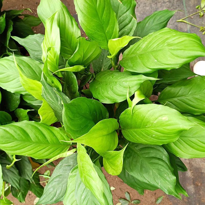 万年青植物室内客厅大型植物吸甲醛净化空气绿植盆景盆栽四季
