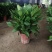 万年青植物室内客厅大型植物吸甲醛净化空气绿植盆景盆栽四季