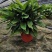万年青植物室内客厅大型植物吸甲醛净化空气绿植盆景盆栽四季