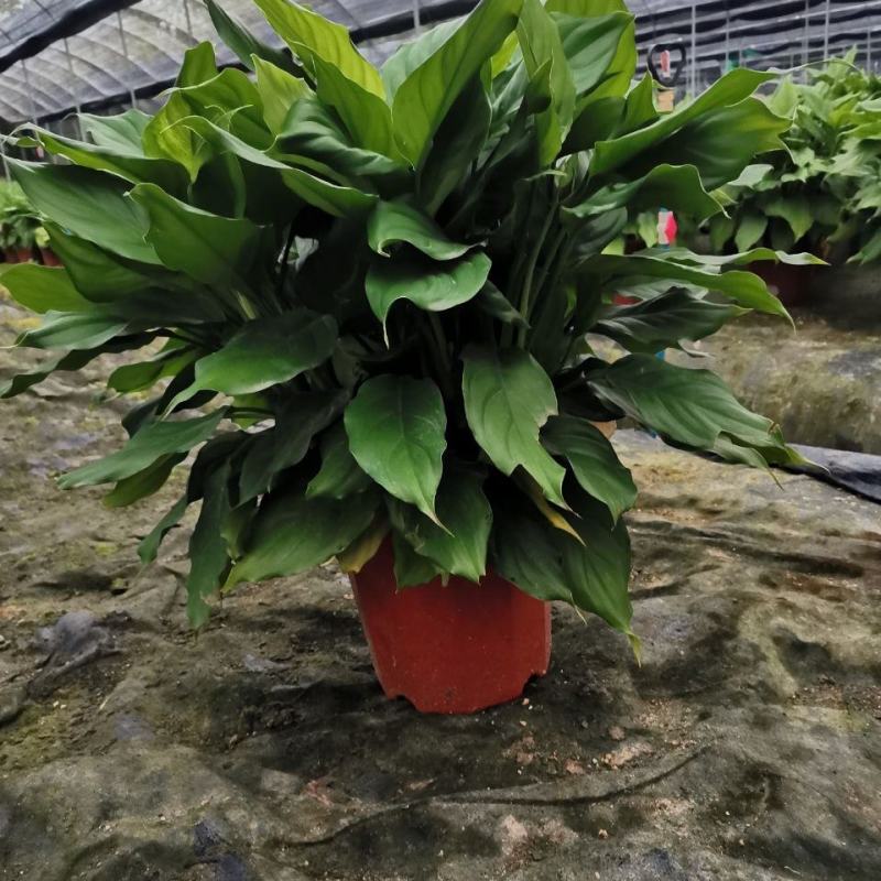 万年青植物室内客厅大型植物吸甲醛净化空气绿植盆景盆栽四季