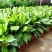 万年青植物室内客厅大型植物吸甲醛净化空气绿植盆景盆栽四季