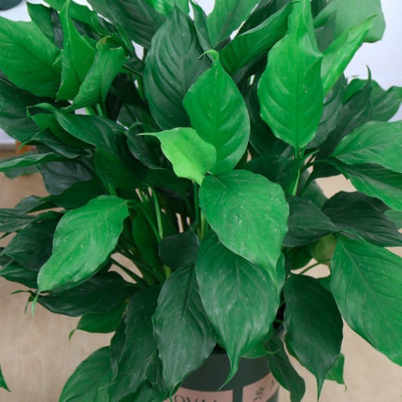 万年青植物室内客厅大型植物吸甲醛净化空气绿植盆景盆栽四季
