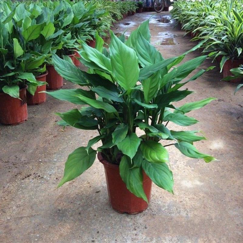 万年青植物室内客厅大型植物吸甲醛净化空气绿植盆景盆栽四季