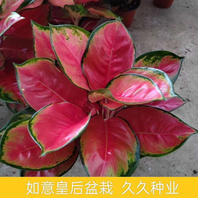如意皇后盆栽吉祥彩叶植物室内办公桌面客厅四季常青花卉净化