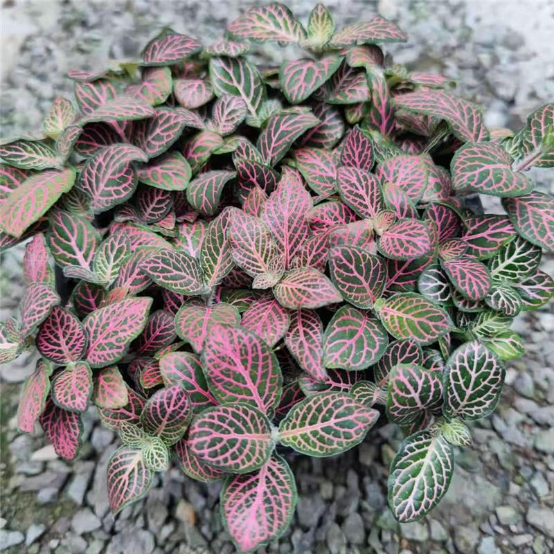 网纹草迷你小盆栽水陆缸造微景观花卉好养办公室内桌面水培