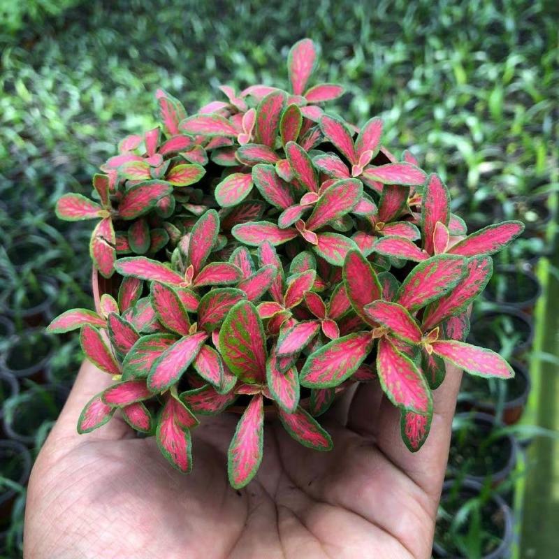 网纹草迷你小盆栽水陆缸造微景观花卉好养办公室内桌面水培
