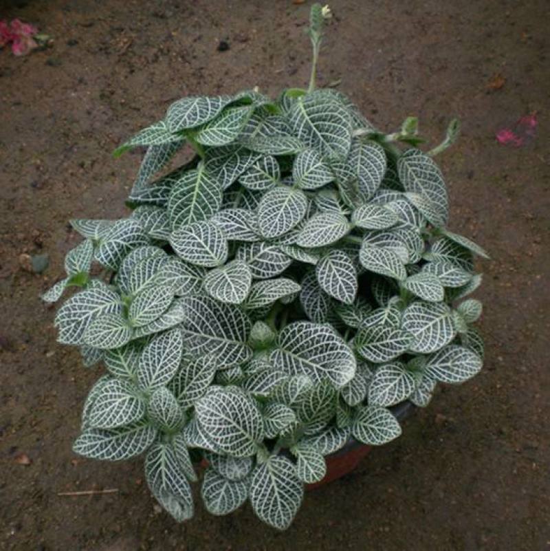 网纹草迷你小盆栽水陆缸造微景观花卉好养办公室内桌面水培