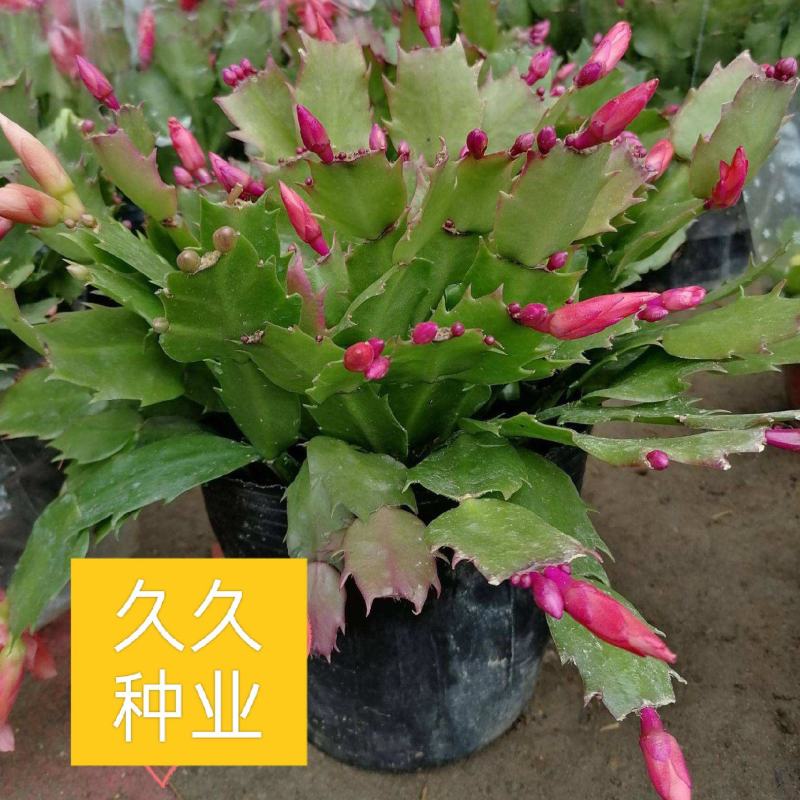 蟹爪兰花苗花卉盆栽多肉植物绿植蟹爪莲花卉四季长青植物