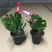 蟹爪兰花苗花卉盆栽多肉植物绿植蟹爪莲花卉四季长青植物