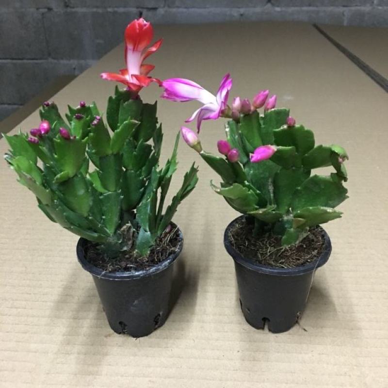 蟹爪兰花苗花卉盆栽多肉植物绿植蟹爪莲花卉四季长青植物
