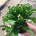 蟹爪兰花苗花卉盆栽多肉植物绿植蟹爪莲花卉四季长青植物