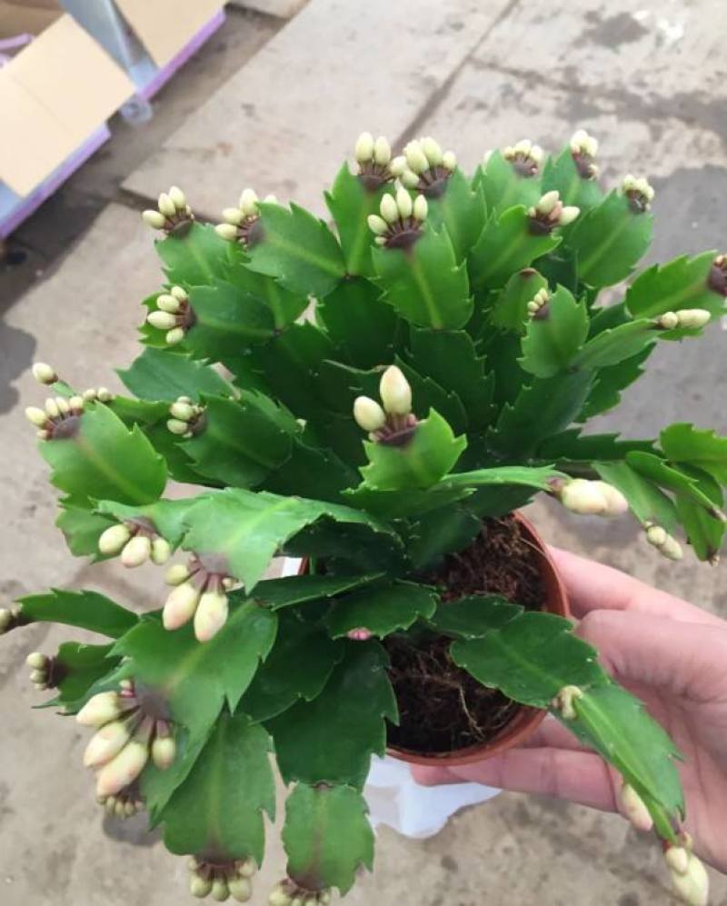 蟹爪兰花苗花卉盆栽多肉植物绿植蟹爪莲花卉四季长青植物