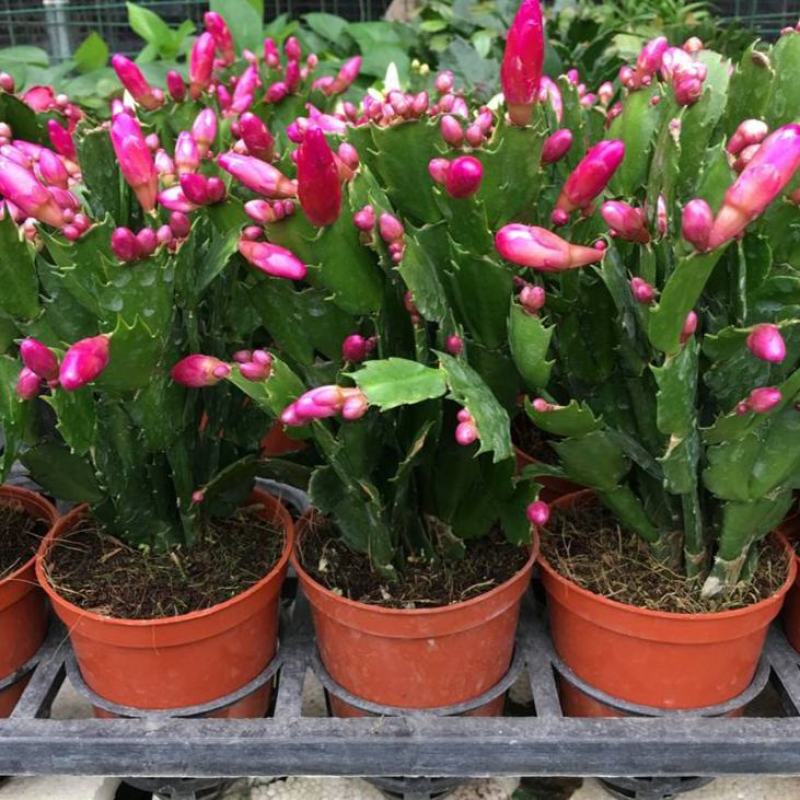蟹爪兰花苗花卉盆栽多肉植物绿植蟹爪莲花卉四季长青植物