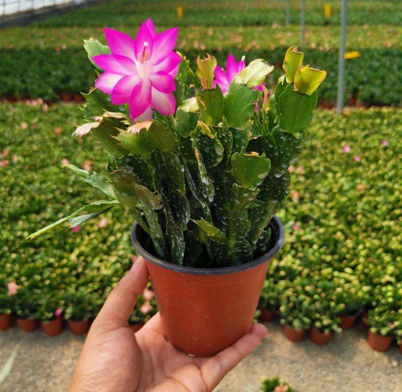 蟹爪兰花苗花卉盆栽多肉植物绿植蟹爪莲花卉四季长青植物