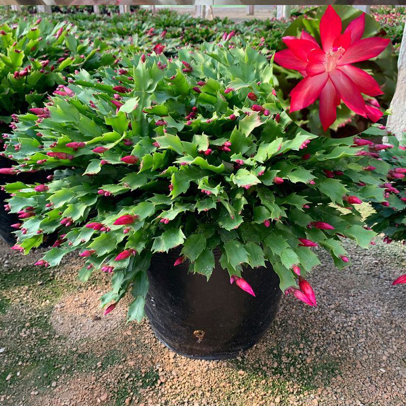 蟹爪兰花苗花卉盆栽多肉植物绿植蟹爪莲花卉四季长青植物
