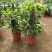 蟹爪兰花苗花卉盆栽多肉植物绿植蟹爪莲花卉四季长青植物