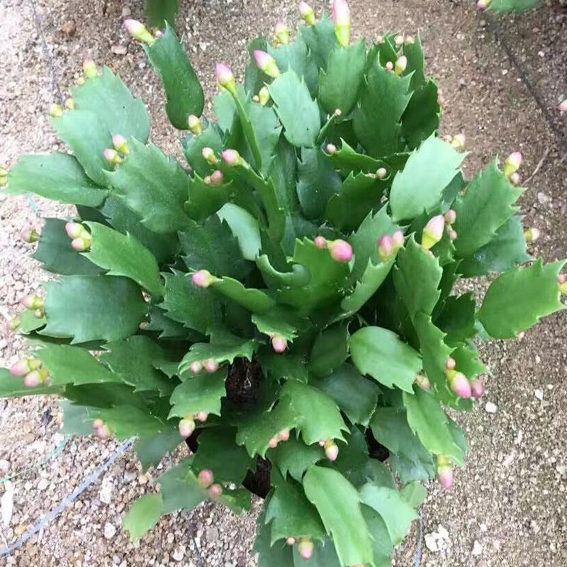 蟹爪兰花苗花卉盆栽多肉植物绿植蟹爪莲花卉四季长青植物