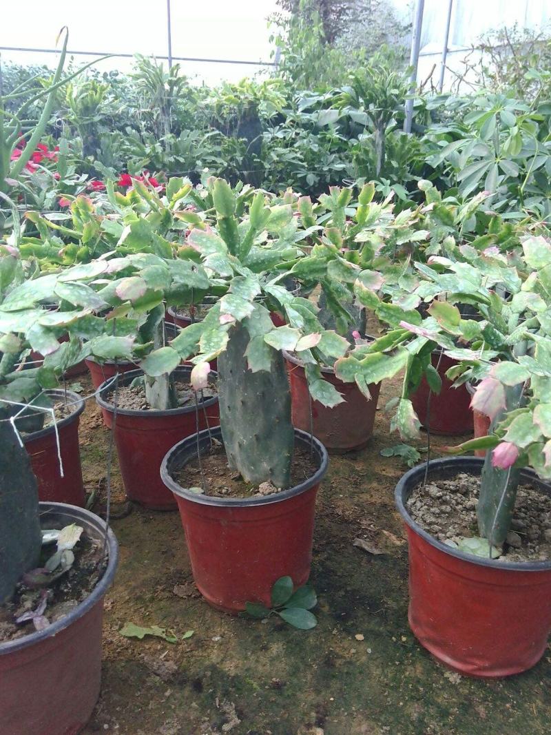 蟹爪兰花苗花卉盆栽多肉植物绿植蟹爪莲花卉四季长青植物