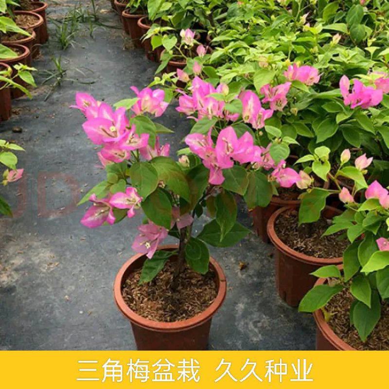 三角梅盆栽花卉绿植物新品批发大花老桩耐寒大苗庭院阳台爬藤