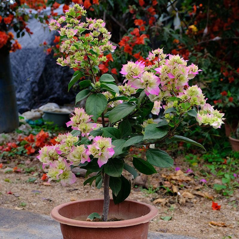 三角梅盆栽花卉绿植物新品批发大花老桩耐寒大苗庭院阳台爬藤
