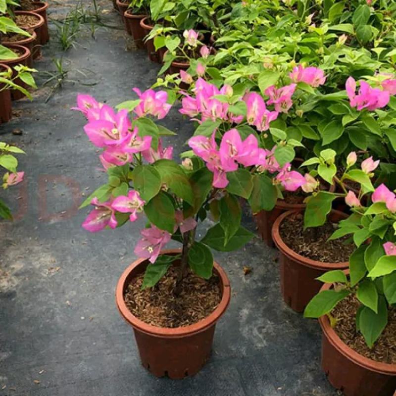 三角梅盆栽花卉绿植物新品批发大花老桩耐寒大苗庭院阳台爬藤