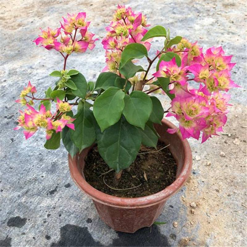 三角梅盆栽花卉绿植物新品批发大花老桩耐寒大苗庭院阳台爬藤