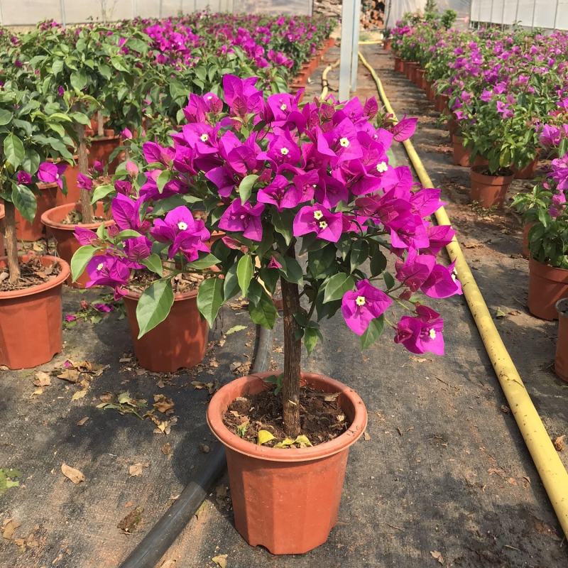 三角梅盆栽花卉绿植物新品批发大花老桩耐寒大苗庭院阳台爬藤