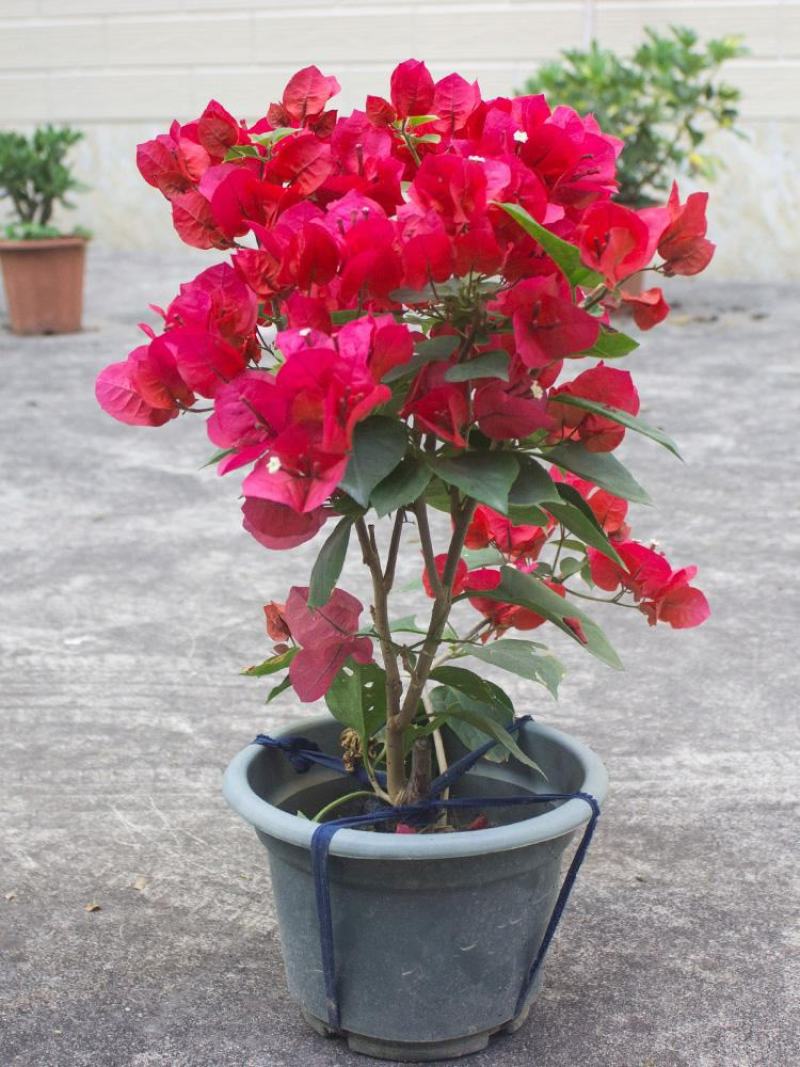 三角梅盆栽花卉绿植物新品批发大花老桩耐寒大苗庭院阳台爬藤