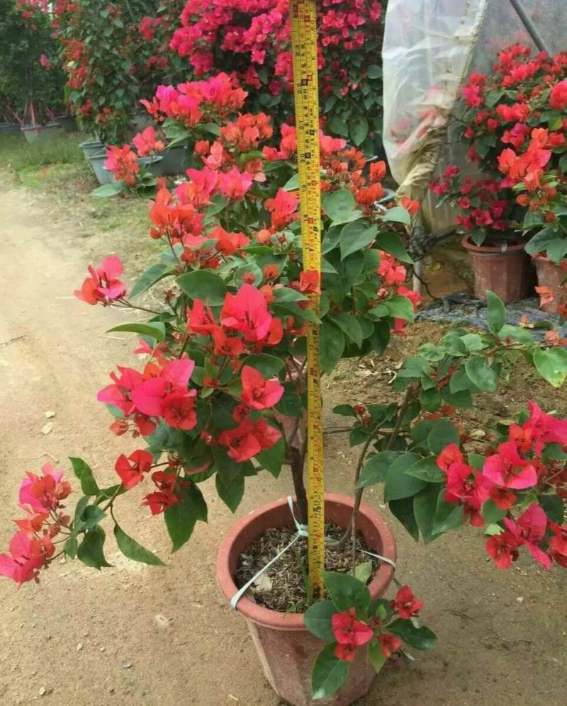 三角梅盆栽花卉绿植物新品批发大花老桩耐寒大苗庭院阳台爬藤