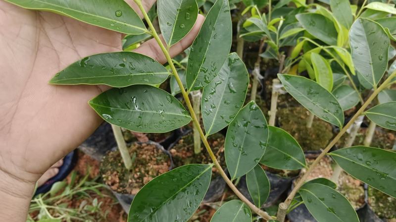 奇楠沉香黑棋一代，二代苗沉香树苗奇楠沉香树苗基地批发